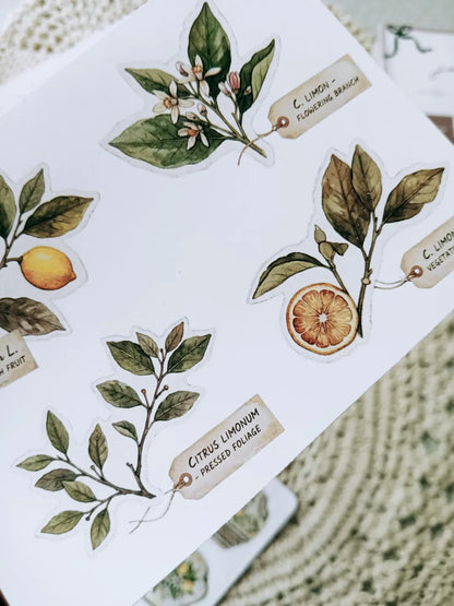 Lemon Herbarium Journaling Kit | Citrus Botanical Collage Papers, Sticker Sheets & Vintage Ephemera